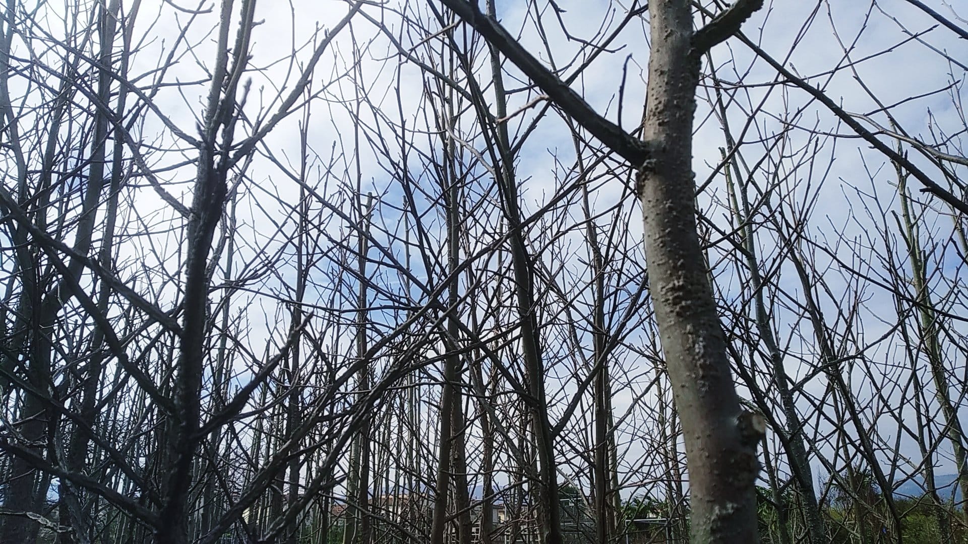 New trees have just arrived in our nursery